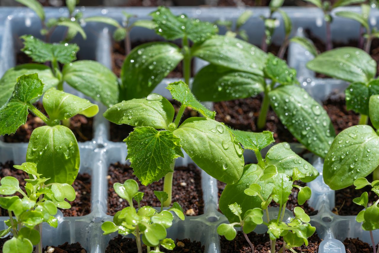 about-us-01 Vibrant green seedlings with water droplets in a tray, highlighting growth.